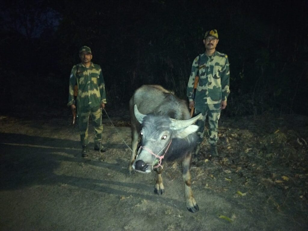 BSF Foils Cattle Smuggling Attempt at Indo-Bangladesh Border in Sribhumi, Assam. BSF Foils Cattle Smuggling Attempt at Indo-Bangladesh Border in Sribhumi, Assam.