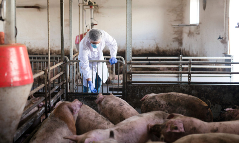 More than 3,050 pigs were killed in the latest wave of the Mizoram ASF outbreak. More than 3,050 pigs were killed in the latest wave of the Mizoram ASF outbreak.