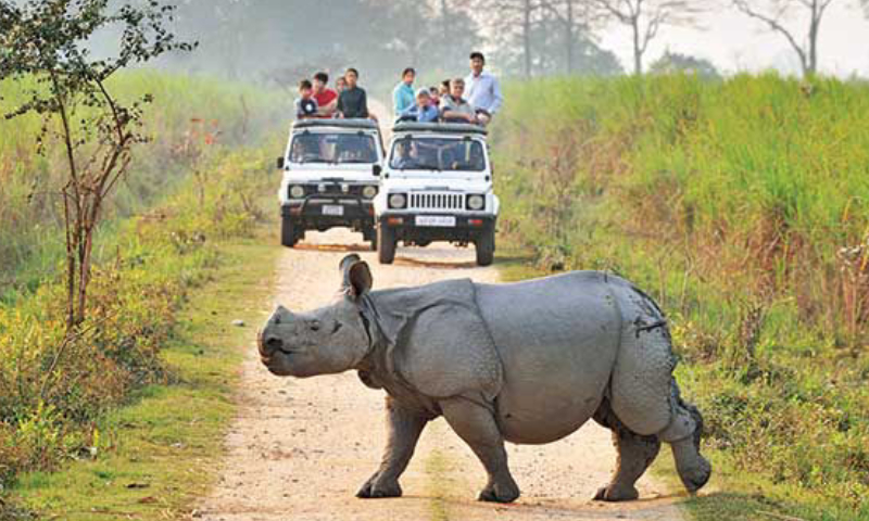 Due to monsoon fears, Kaziranga will stop jeep safaris on May 19 in Assam.