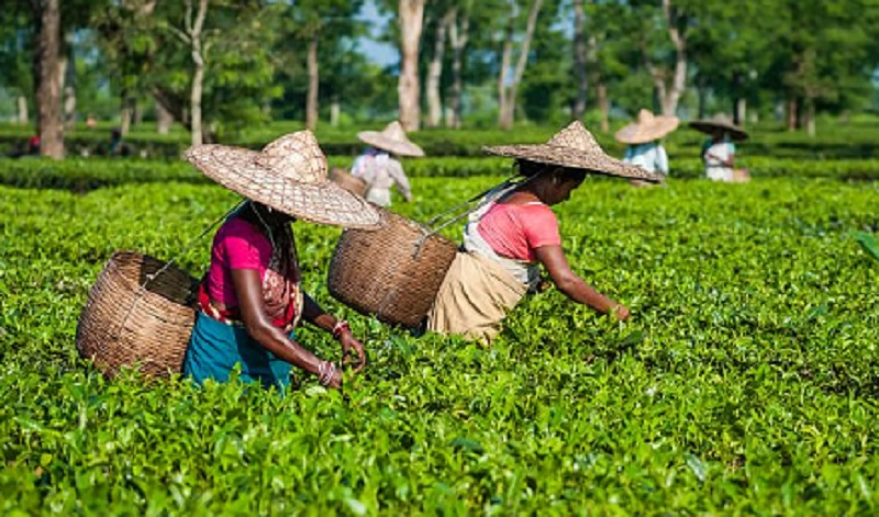 Due to the heatwave, the Assam government has revised the work hours for tea garden workers. Due to the heatwave, the Assam government has revised the work hours for tea garden workers.