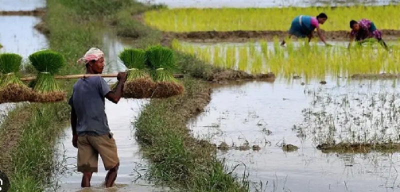 Crop Insurance Week” will be held in the Tamulpur district of Assam to inform farmers about compensation claims Crop Insurance Week” will be held in the Tamulpur district of Assam to inform farmers about compensation claims