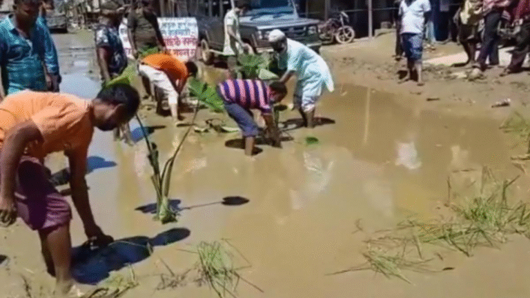 Protesters filling potholes with bricks and plants on the broken Tarapur–Borkhola road