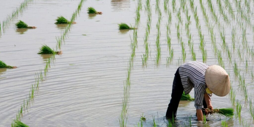 Farmers in Assam received compensation from Pobitora Sanctuary for crop losses brought on by wildlife infiltration.