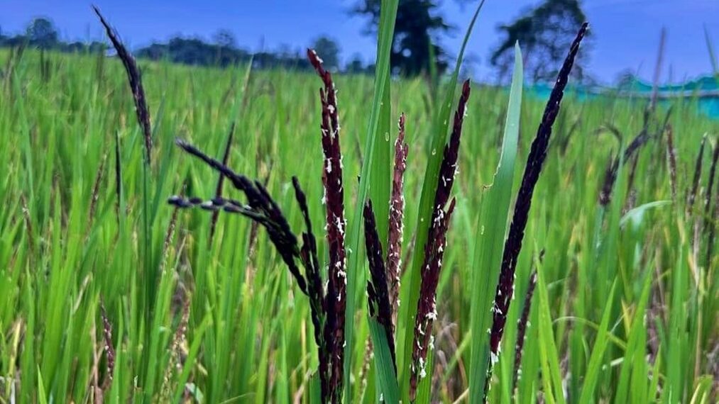 Purple rice from Assam Agricultural University is registered under the Plant Variety Act. Purple rice from Assam Agricultural University is registered under the Plant Variety Act.