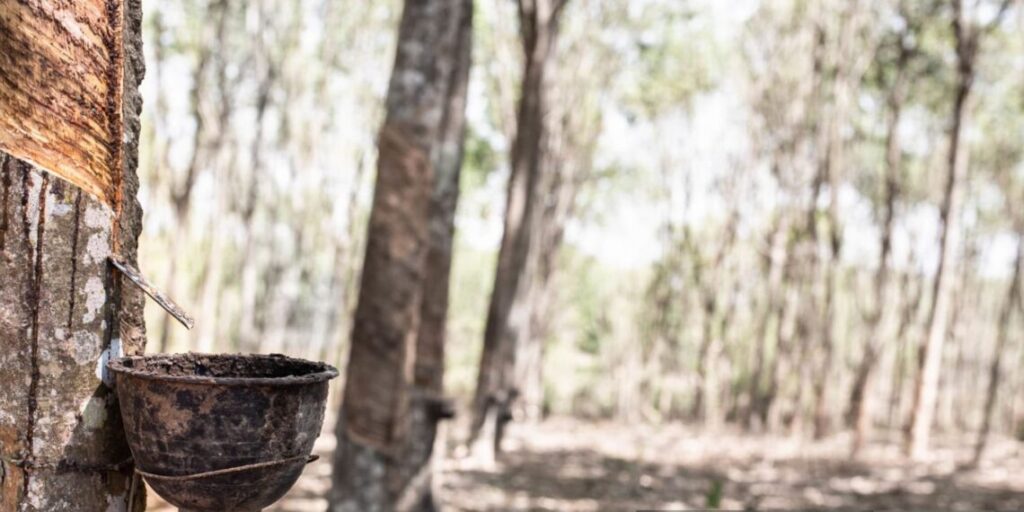 After border tensions are sparked by a rubber crop dispute, Mizoram and Assam undertake negotiations.