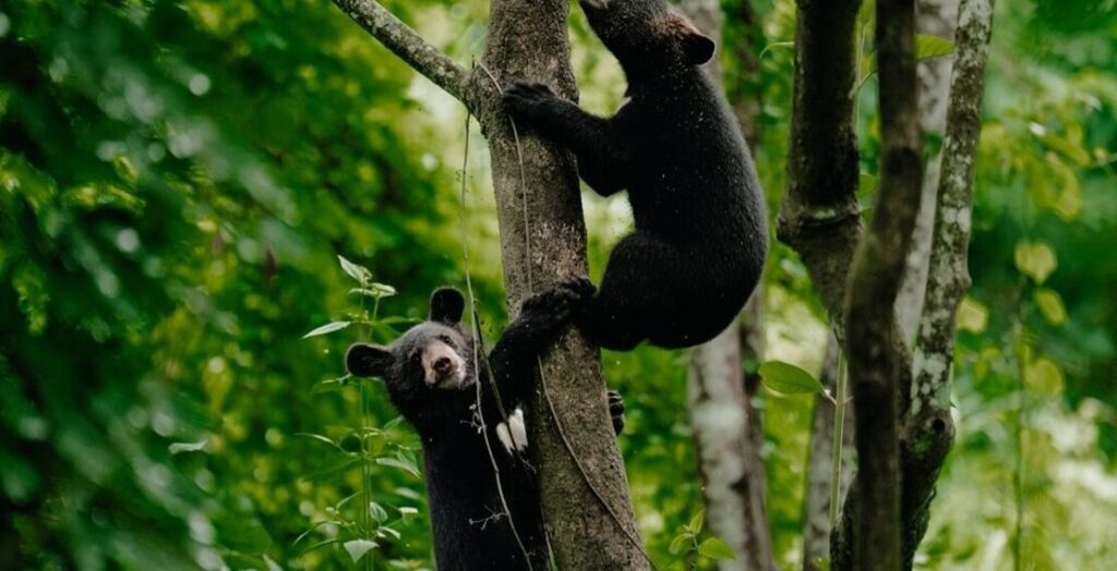 Following rehabilitation, two Asiatic black bear cubs that were orphaned were reintroduced into the wild. Following rehabilitation, two Asiatic black bear cubs that were orphaned were reintroduced into the wild.