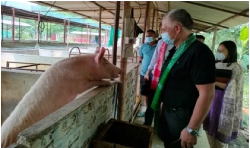 Bodoland in Assam wants to transform pig farming in order to become self-sufficient. Bodoland in Assam wants to transform pig farming in order to become self-sufficient.