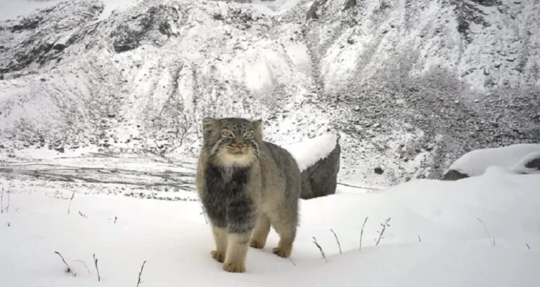 The first-ever photographic proof of the elusive Palla’s cat is found in Arunachal Pradesh.