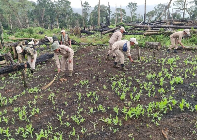 The government of Manipur has instructed forest officials to stay vigilant in order to monitor and prevent poppy cultivation.