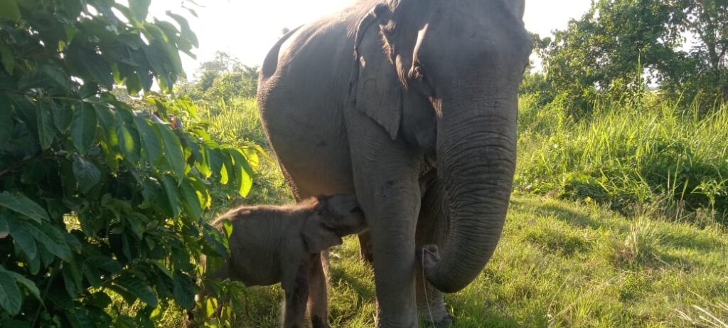 In honour of Zubeen Garg, an elephant calf in Kaziranga is called “Mayabini.”