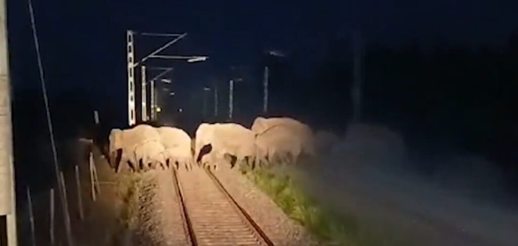 To safeguard elephants, NFR will install acoustic technology throughout the rail network. To safeguard elephants, NFR will install acoustic technology throughout the rail network.