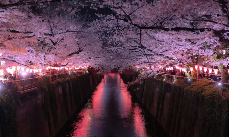 Meghalaya Chief Minister Conrad Sangma reveals the star-studded list for the 2025 Shillong Cherry Blossom Festival. Meghalaya Chief Minister Conrad Sangma reveals the star-studded list for the 2025 Shillong Cherry Blossom Festival.