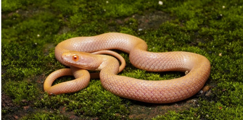 The first Albino Checkered Keelback snake is recorded by the Assam Zoo staff. The first Albino Checkered Keelback snake is recorded by the Assam Zoo staff.